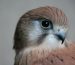 Kestrel_5 (2)